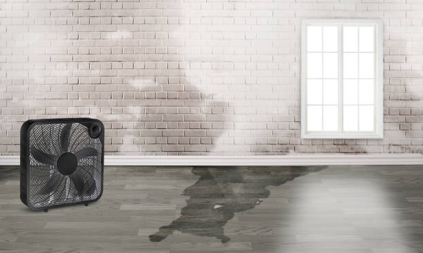 Best Water damage mitigation services  in Dimondale, MI